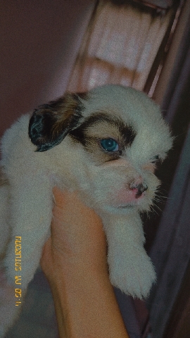 Lhasa Apso – Lhasa apso with unique eye