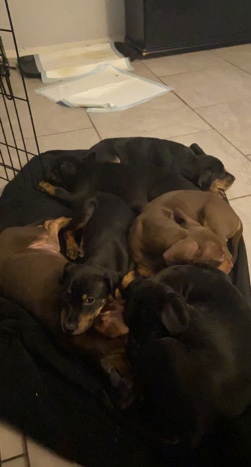 Doberman Pinscher β selling dogs