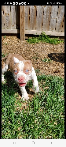American Bulldog – American Bully abkc registered grand champ blood