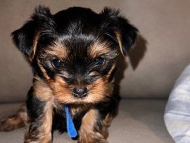 Image of Yorkshire Terrier