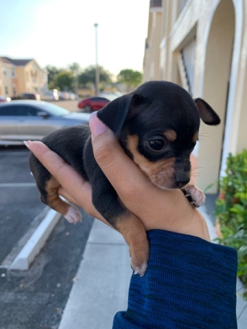 Mini Pinshers (1 Male, 1 Female)