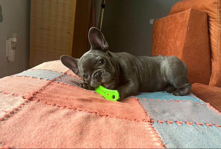 French Bulldog – Exotic frenchies for sell