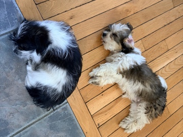 Mal-Shi – Maltese/Shih Tsu – Stroudsburg