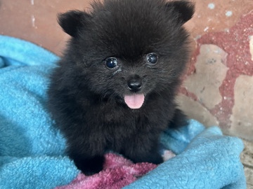Pomeranian – Pomeranian – Los Angeles