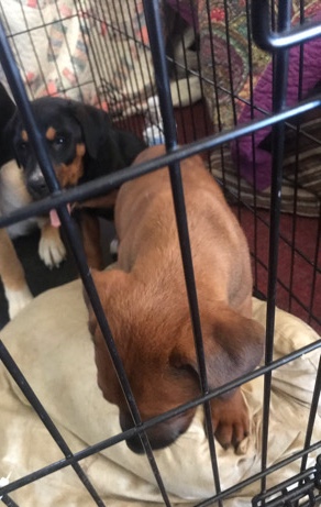 American Pit Bull Terrier – puppies for sale