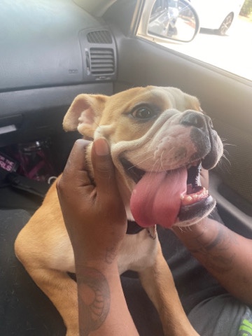 Olde English Bulldogge – Bella needs a home!