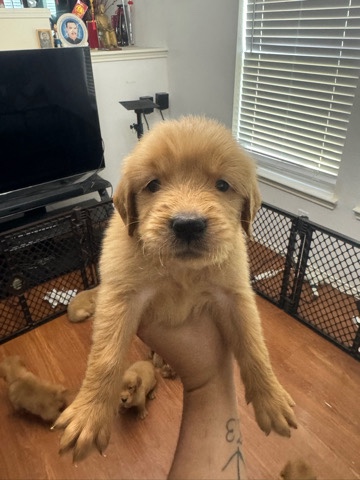 Golden Retriever – golden retriver puppies