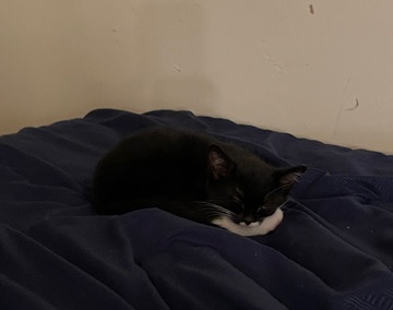 American Shorthair – mid kitten