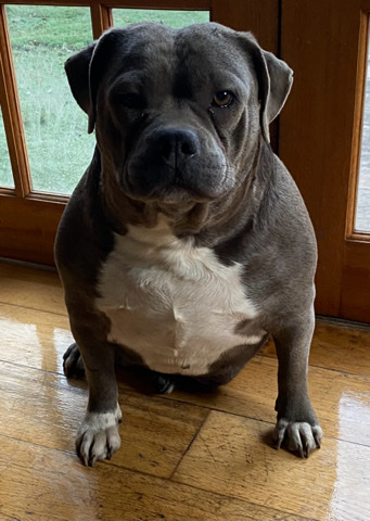 American Bulldog – Beautiful American bully dogs