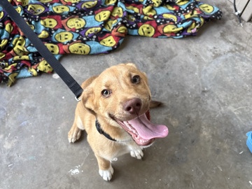 German Shepherd – German Shepherd corgi Mixed Breed – Decatur