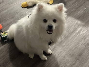 American Eskimo Dog – young eskie