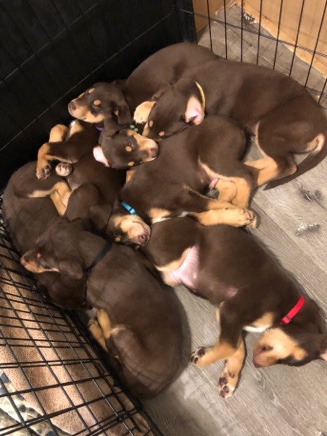 Doberman Husky Mix!