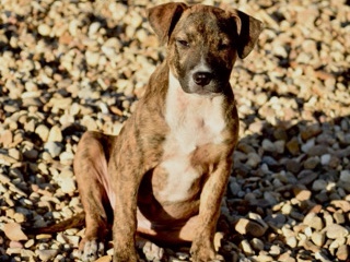 Catahoula Cur – Meet Timber.  She is UTD on Vaccines, Microchipped, Dewormed and kept on flea/tick/Heartworm. – Boise