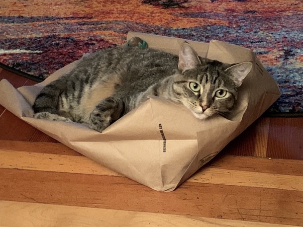 American Shorthair – Looking for Her Perfect Person – Logan
