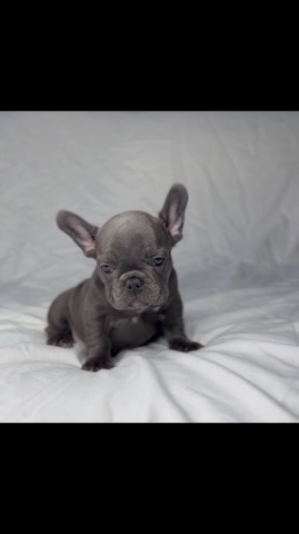 French Bulldog – French bulldog