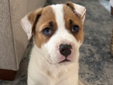 American Bulldog – Adorable Bull Dog/Terrier Mix Puppy – Stockton