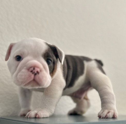 Bulldog – English Bulldog Merle Puppies