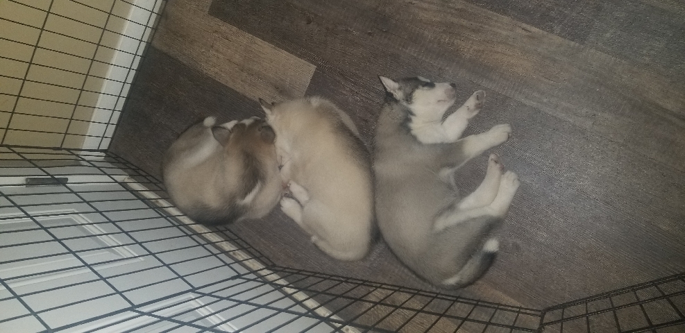 Siberian Husky – 3 husky puppies who need loving homes