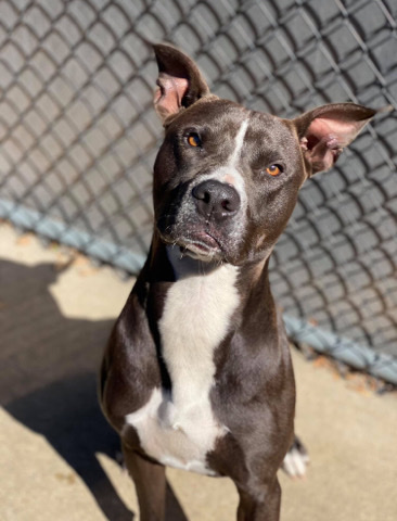 American Pit Bull Terrier – American Pit Bull Terrie