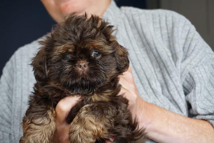 Shih Tzu – three stunning kc reg imperial shih tzu for sale