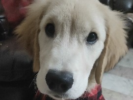 Golden Retriever – puppy for an adoption – Hyderabad