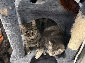 American Shorthair – two boys one year-old. very friendly needs rehomed ASAP – Fremont