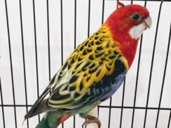 Rosella – Rosella – Richmond
