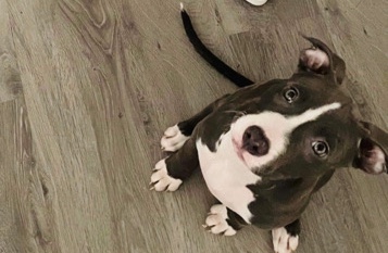 American Pit Bull Terrier – 7 month old pitpull pocket bully