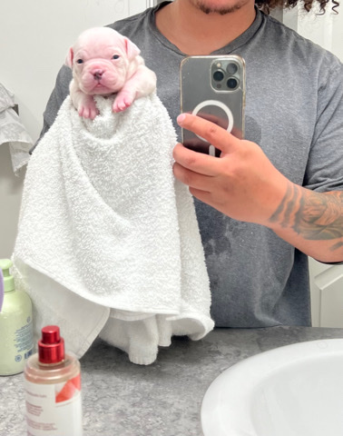 American Bully Micro