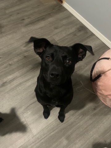 Labrador Retriever – looking forloving forever home for this sweet girl