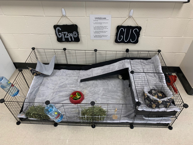 2 Guinea Pigs with COMPLETE setup