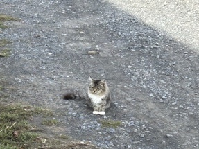 fluffy tabby – Loysville