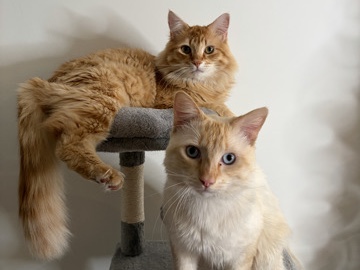 Adopt Others Need to rehome my sweet bonded babies in Los Angeles