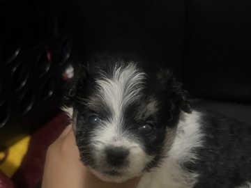 dogs for sale