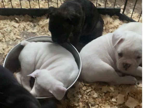 French Bulldog – French English Bulldog Puppies – Marion