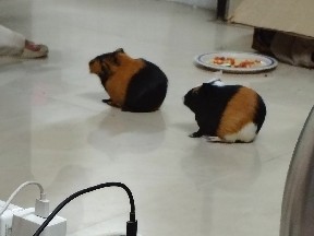Guinea Pig – guniea pigs