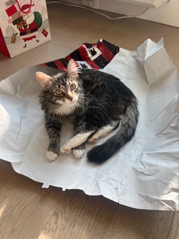 Rehoming this Beauty