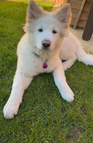 Akita – Akita for Sale