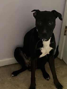 American Pit Bull Terrier – King needs a new home