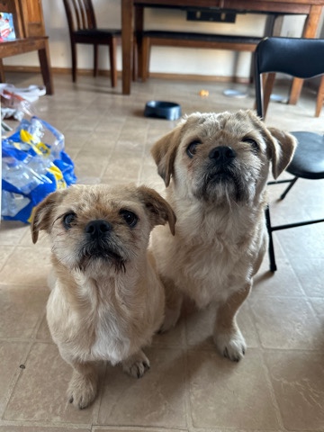 Shih Tzu – Shih Tzu mix