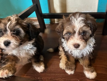Shih Tzu – perritos – Indianápolis