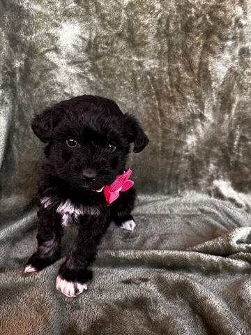 Miniature Schnauzer – mini schnauzer puppies