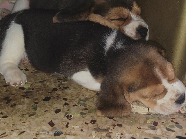 beagle puppies