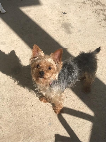 Yorkshire Terrier – female Yorkie for sell
