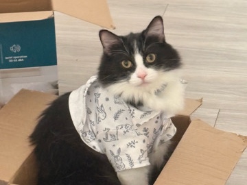 cats – Phoenix