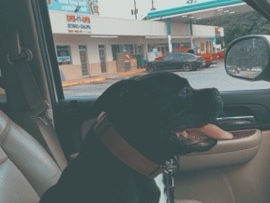 American Pit Bull Terrier – Luna the sweetest dog ever – Martin
