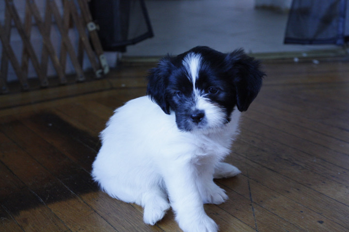 shih tzu border collie kix