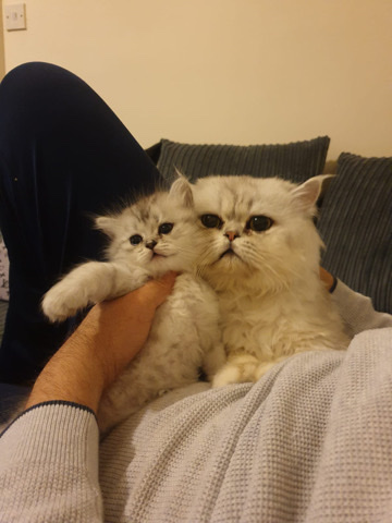 Persian (Modern) – persian kittens
