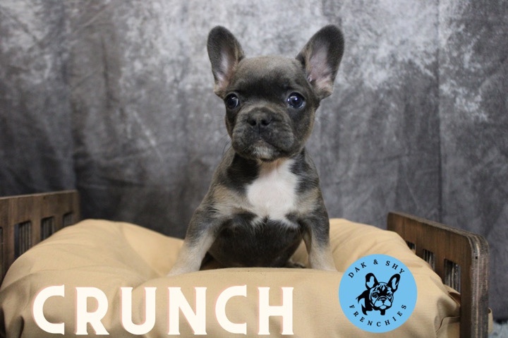 French Bulldog – frenchie