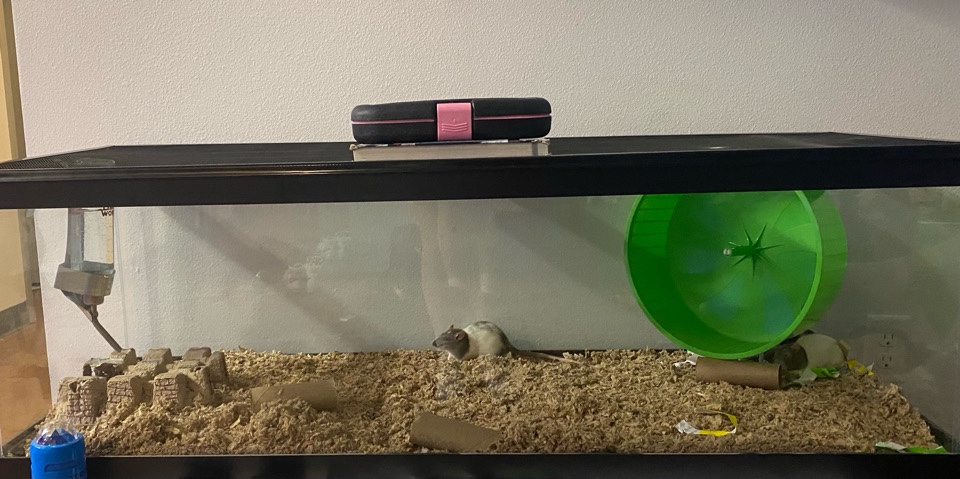Any – Rat Starter Kit